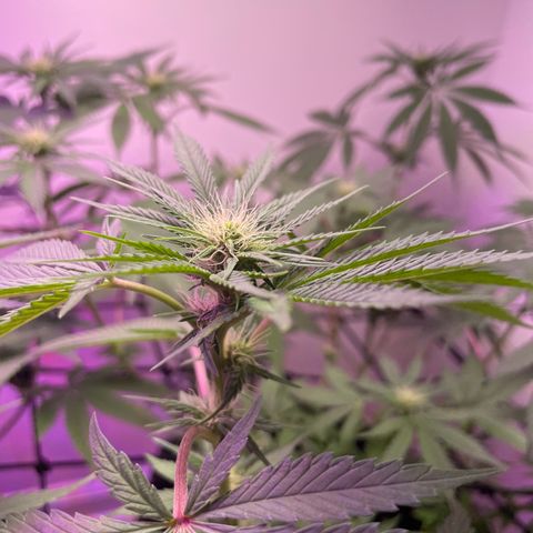 White Widow growlog photo: End of week 3