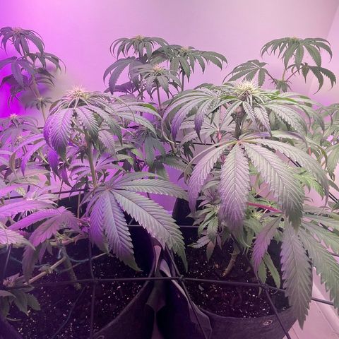 White Widow growlog photo: End of week 3