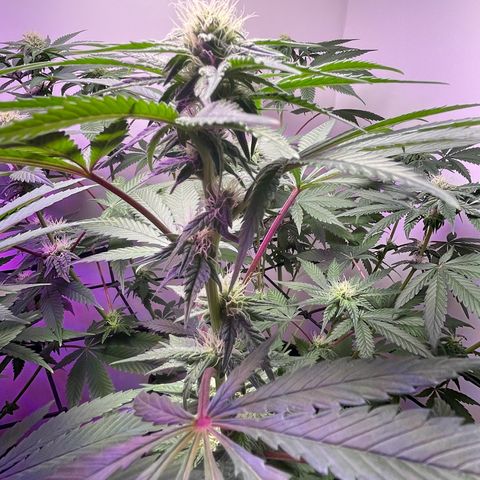 White Widow growlog photo: Starting to stack nice. Fan leaves getting FROSTY! 