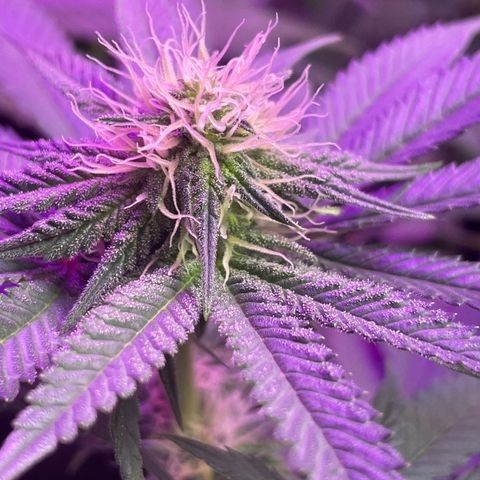 White Widow growlog photo: Starting to stack nice. Fan leaves getting FROSTY! 