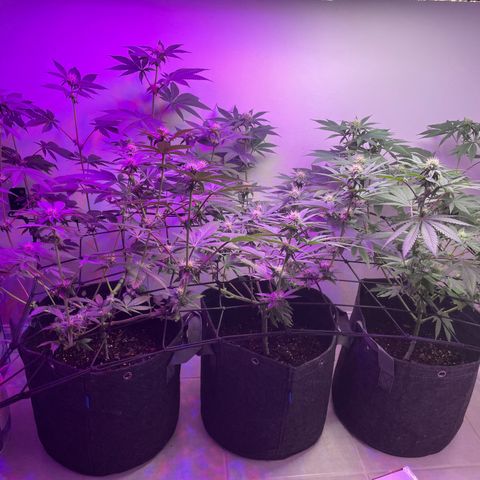White Widow growlog photo: Starting to stack nice. Fan leaves getting FROSTY! 
