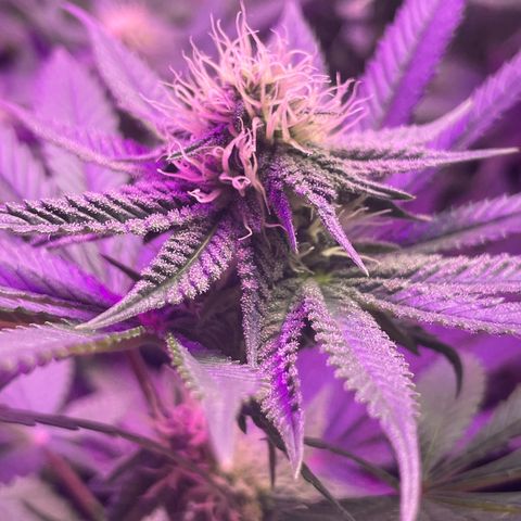 White Widow growlog timeline photo
