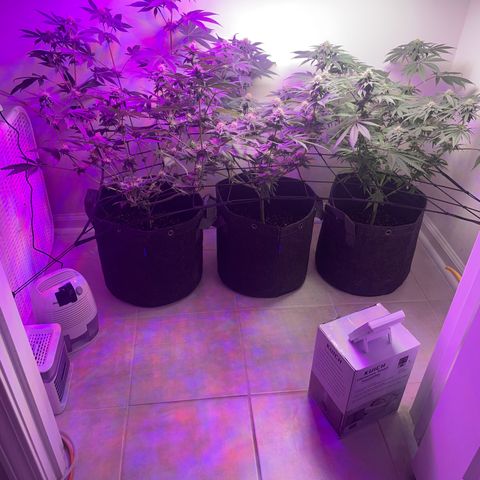 White Widow growlog timeline photo