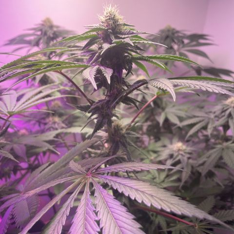 White Widow growlog timeline photo