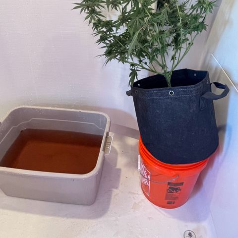 White Widow growlog photo: Removed trellis net to make it easier to dunk and soon start flushing. 