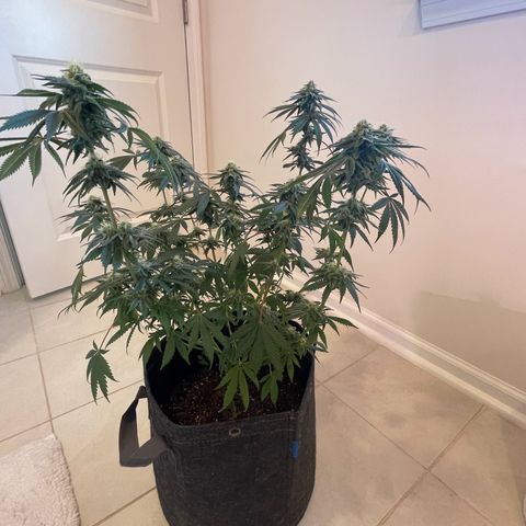 White Widow growlog photo: Removed trellis net to make it easier to dunk and soon start flushing. 
