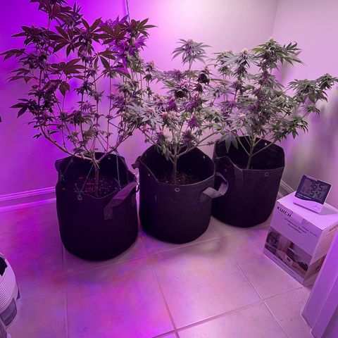 White Widow growlog photo: Removed trellis net to make it easier to dunk and soon start flushing. 