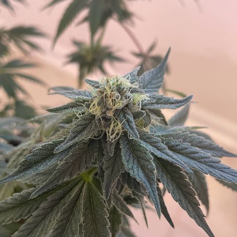 White Widow growlog photo: Removed trellis net to make it easier to dunk and soon start flushing. 
