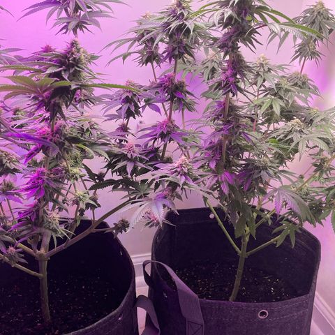White Widow growlog timeline photo