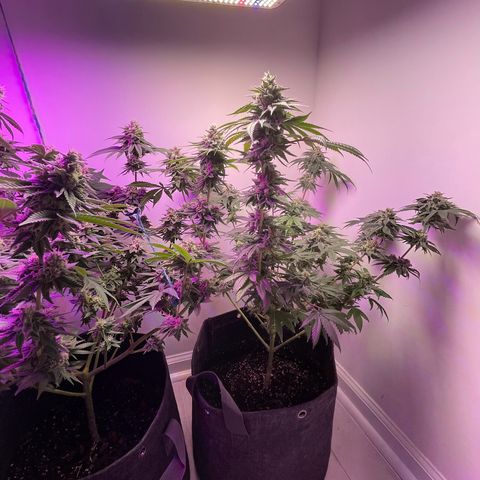 White Widow growlog photo: Buds looking good. Mostly cloudy tricomes, couple clear, couple amber. Almost ready for harvest 