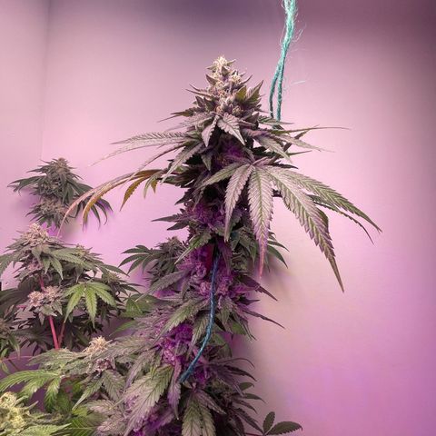 White Widow growlog timeline photo