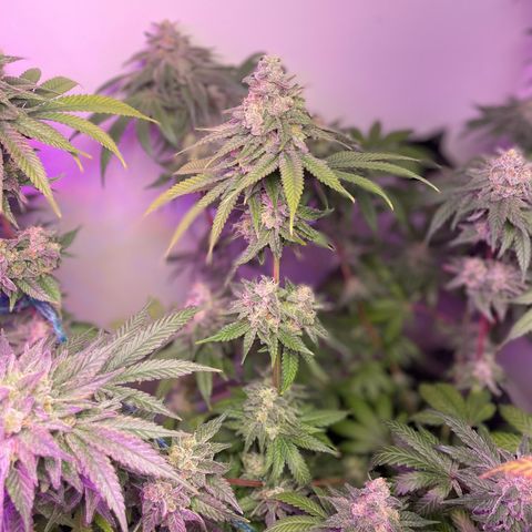White Widow growlog timeline photo