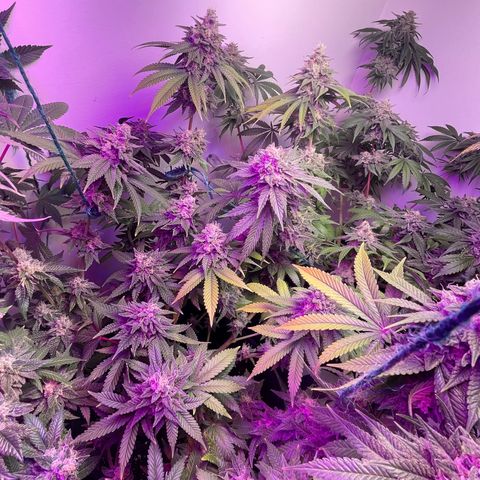 White Widow growlog timeline photo