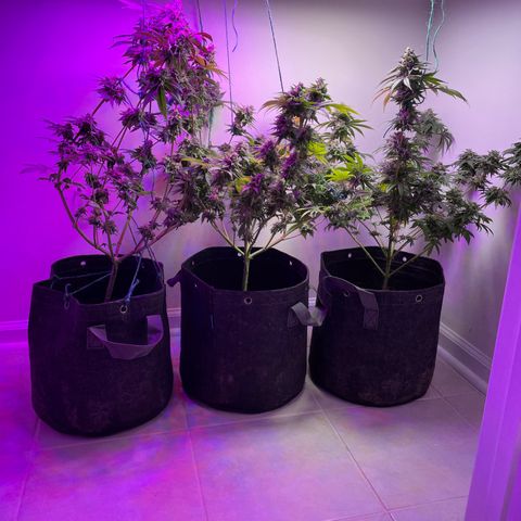 White Widow growlog photo: Left plant is tall and lanky. Stretching much more under that light. Middle plant is starting to fade. Right plant was flushed with 10 gall last week and still isn’t fading. Trichimes are almost where they need to be. Should harvest any day now. 