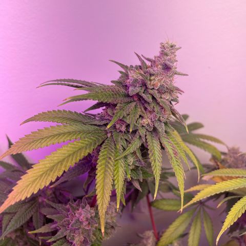 White Widow growlog photo: Looking amazing. Will harvest this weekend!