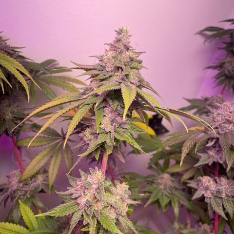 White Widow growlog photo: Looking amazing. Will harvest this weekend!
