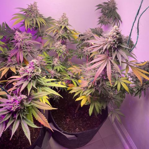 White Widow growlog photo: Looking amazing. Will harvest this weekend!