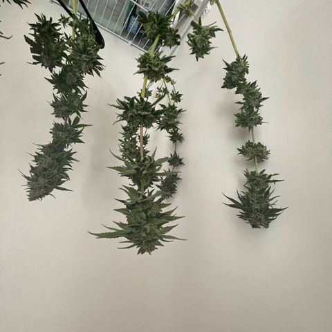 White Widow growlog photo: Pictures do not capture the true colors of these trichome covered buds