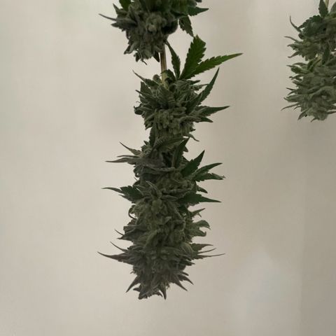 White Widow growlog photo: Pictures do not capture the true colors of these trichome covered buds