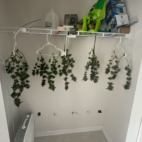 White Widow growlog photo: Pictures do not capture the true colors of these trichome covered buds