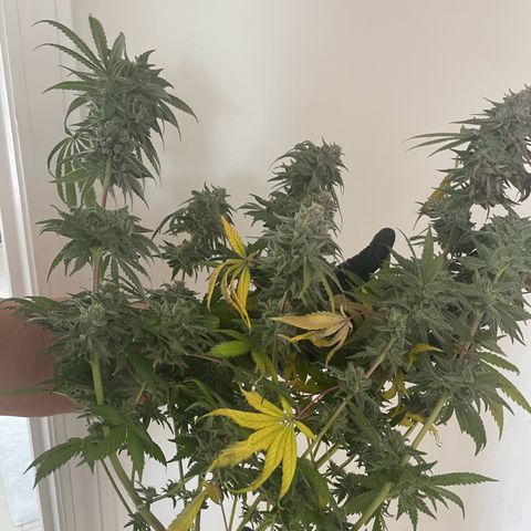 White Widow growlog photo: Pictures do not capture the true colors of these trichome covered buds