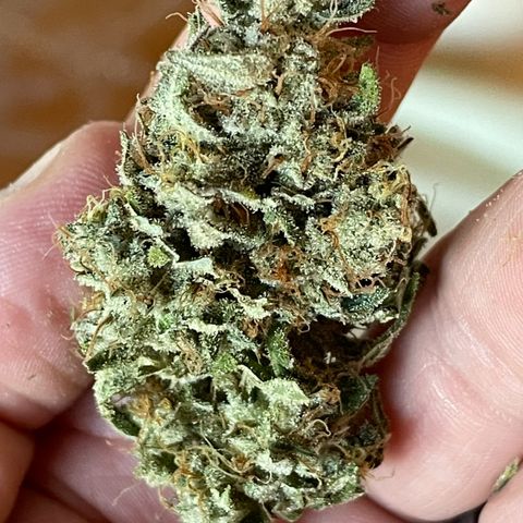 White Widow growlog photo: Final dry weight was 6 ounces bud. 1 ounce of trim and popcorn bud that I made canabutter with. 