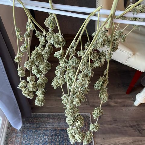 White Widow growlog photo: Final dry weight was 6 ounces bud. 1 ounce of trim and popcorn bud that I made canabutter with. 