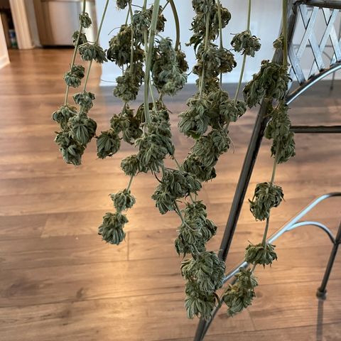White Widow growlog photo: Final dry weight was 6 ounces bud. 1 ounce of trim and popcorn bud that I made canabutter with. 