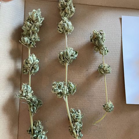 White Widow growlog photo: Final dry weight was 6 ounces bud. 1 ounce of trim and popcorn bud that I made canabutter with. 