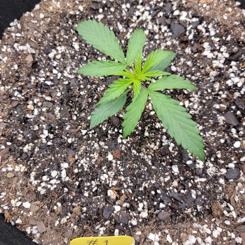 Gorilla Cookies Auto growlog timeline photo