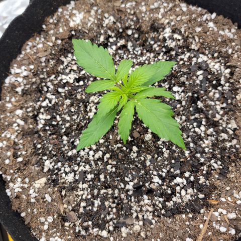 Gorilla Cookies Auto growlog timeline photo