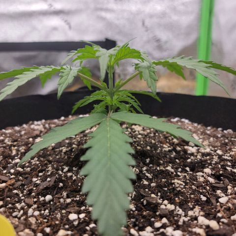 Gorilla Cookies Auto growlog timeline photo