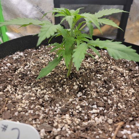 Gorilla Cookies Auto growlog timeline photo