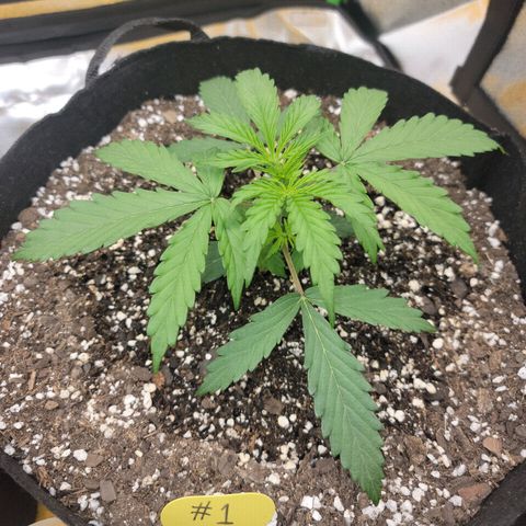 Gorilla Cookies Auto growlog timeline photo