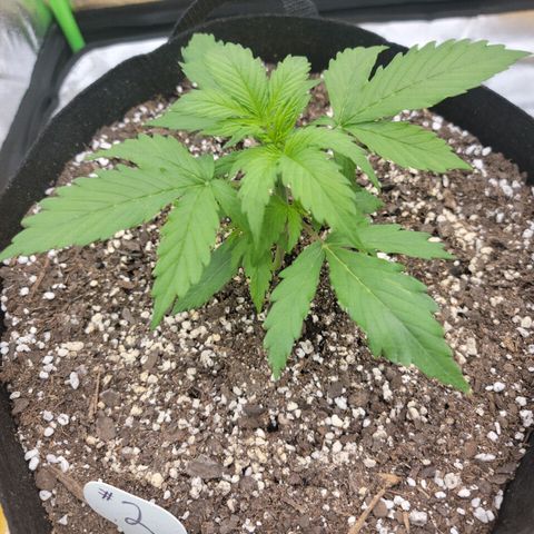 Gorilla Cookies Auto growlog timeline photo