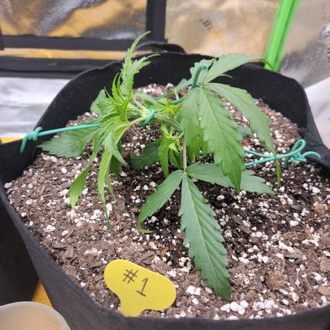 Gorilla Cookies Auto growlog photo: First time doing LST