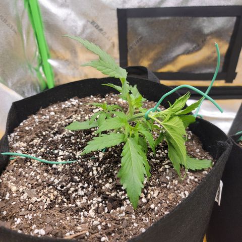 Gorilla Cookies Auto growlog photo: First time doing LST