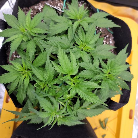 Gorilla Cookies Auto growlog timeline photo