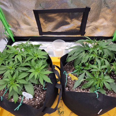 Gorilla Cookies Auto growlog timeline photo