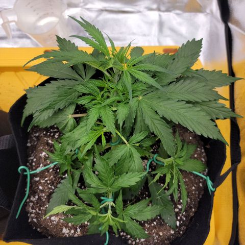 Gorilla Cookies Auto growlog timeline photo
