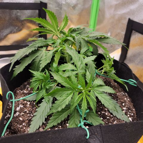 Gorilla Cookies Auto growlog timeline photo