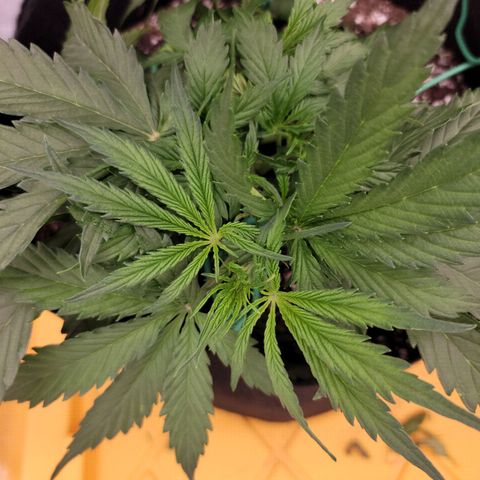 Gorilla Cookies Auto growlog timeline photo