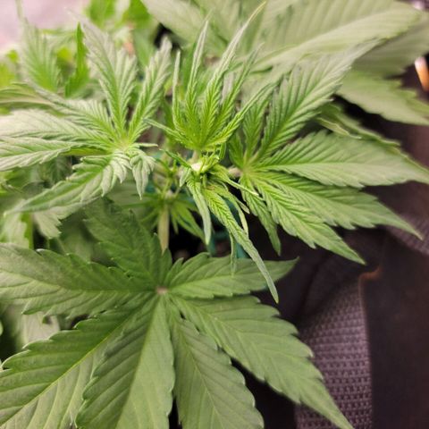 Gorilla Cookies Auto growlog timeline photo