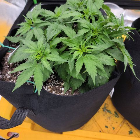Gorilla Cookies Auto growlog timeline photo