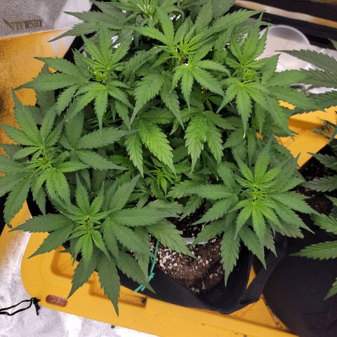 Gorilla Cookies Auto growlog timeline photo