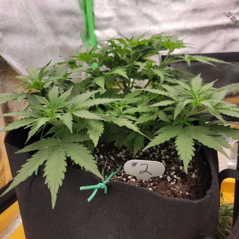 Gorilla Cookies Auto growlog timeline photo