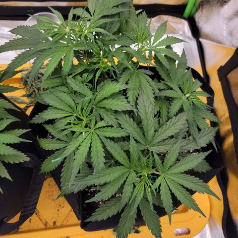 Gorilla Cookies Auto growlog timeline photo