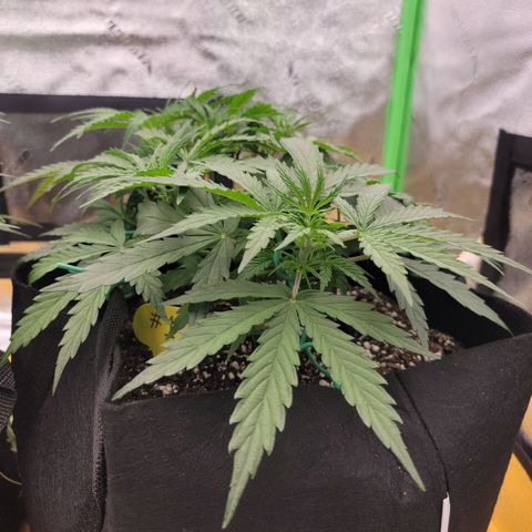 Gorilla Cookies Auto growlog timeline photo