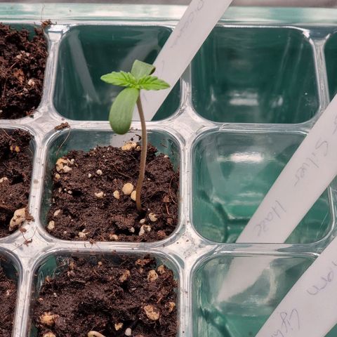 Super Silver Haze growlog timeline photo