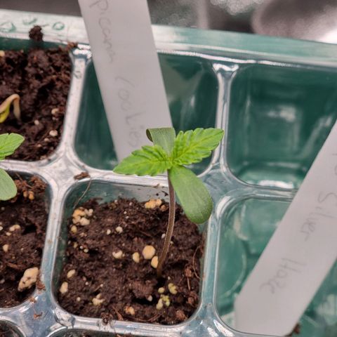 Super Silver Haze growlog timeline photo